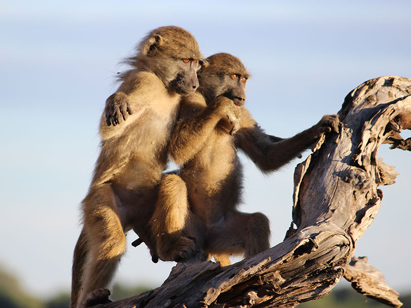 4. Cheeky baboon babes