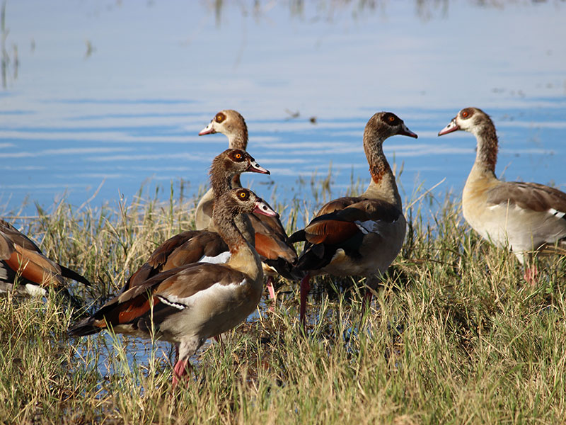 6. Colours of Egyptian Geese
