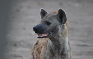 Masuwe Lodge - Hyena portrait