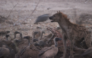 Masuwe Lodge - Hyena Vulture
