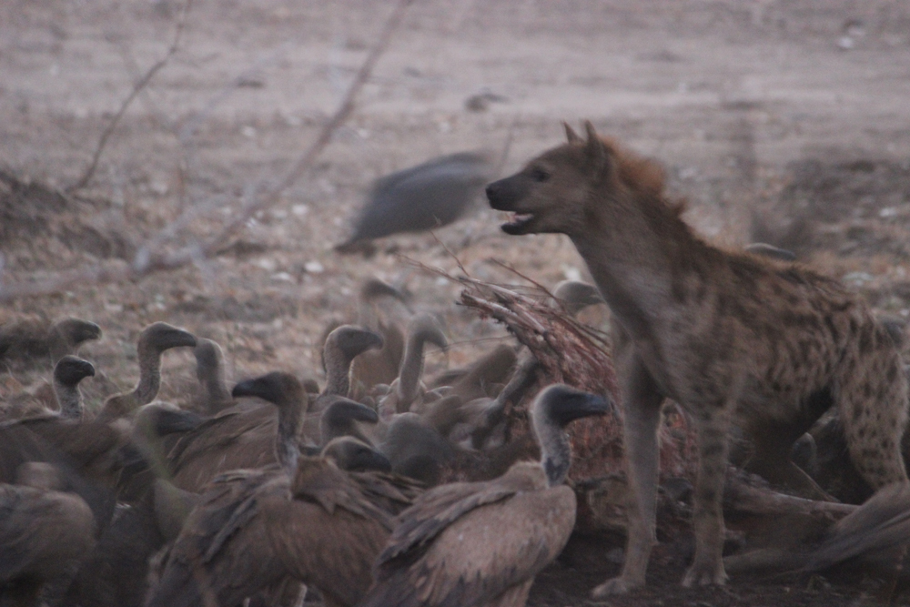 Masuwe Lodge - Hyena Vulture